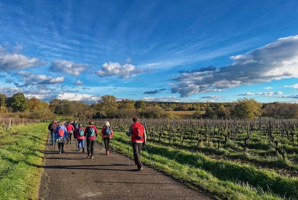 La marche nordique avec le club vosgien de Barr en ALsace